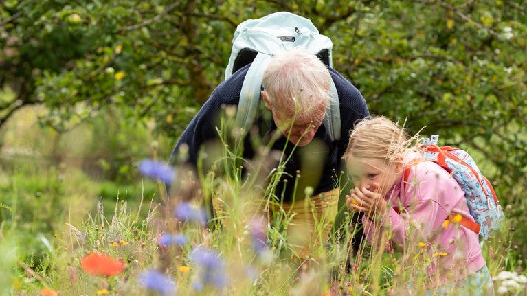 Young girl with her grandfather, leant over smelling wildflowers in a meadow.